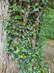 Ficus punctata