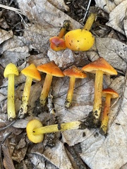 Hygrocybe singeri