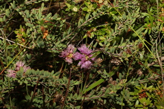 Melaleuca thymifolia