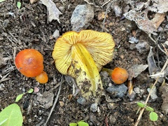 Hygrocybe singeri