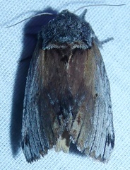 Oedemasia concinna