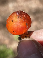Hygrocybe singeri