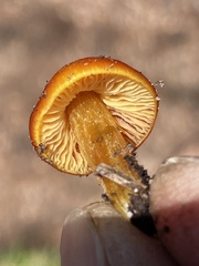 Hygrocybe singeri
