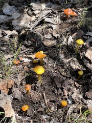 Hygrocybe singeri