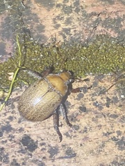 Anoplognathus velutinus