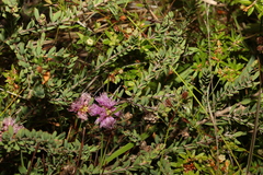 Melaleuca thymifolia