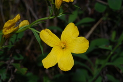 Linum campanulatum