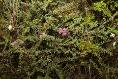 Melaleuca thymifolia