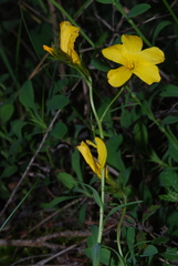 Linum campanulatum