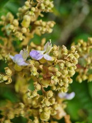 Vitex pinnata