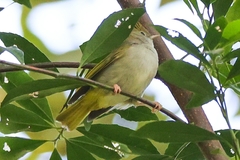 Erpornis zantholeuca