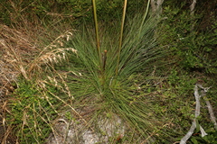 Xanthorrhoea fulva