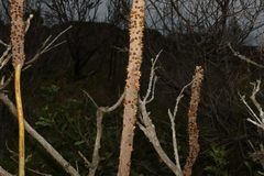 Xanthorrhoea fulva
