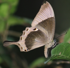 Papilio buddha
