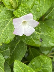 Vinca