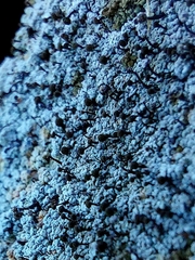 Chaenotheca ferruginea