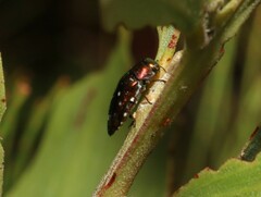 Diphucrania albosparsa