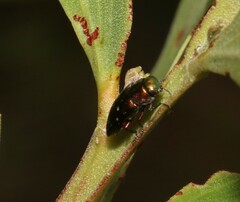 Diphucrania albosparsa