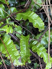 Asplenium scolopendrium scolopendrium