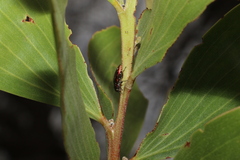 Diphucrania albosparsa