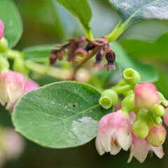 Symphoricarpos albus