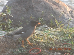 Acridotheres fuscus