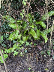 Asplenium scolopendrium scolopendrium