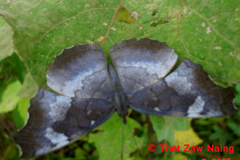 Laringa horsfieldii