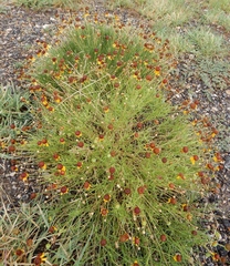 Helenium amarum badium