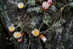 Syncarpha canescens tricolor