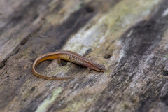 Eurycea chamberlaini