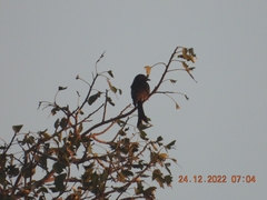 Dicrurus macrocercus