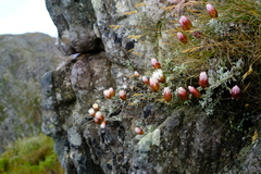 Syncarpha canescens tricolor
