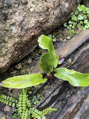 Asplenium scolopendrium scolopendrium
