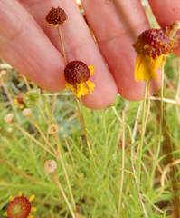 Helenium amarum badium
