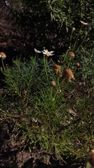 Argyranthemum gracile