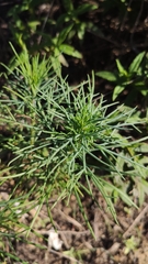 Argyranthemum gracile