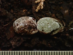 Boninogaster phalloides