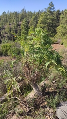 Sonchus canariensis