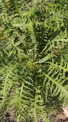 Sonchus canariensis
