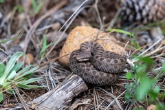 Crotalus pricei