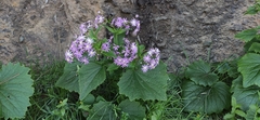 Pericallis echinata