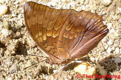 Charaxes marmax
