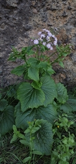 Pericallis echinata