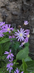 Pericallis echinata