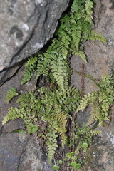 Asplenium foreziense