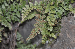 Asplenium foreziense