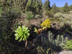 Aeonium arboreum holochrysum