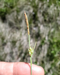 Carex livida