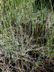Carex livida